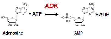 ADK Reaction schema