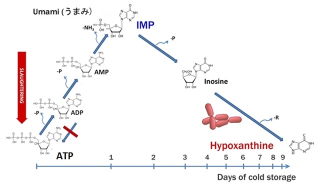 atp degradation schema