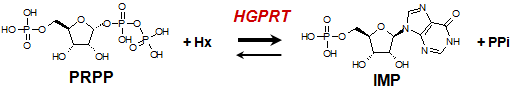 HPRT reaction schema