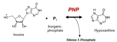 Human PNP reaction schema