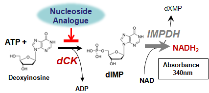 dCK phosphorylation kit reaction schema