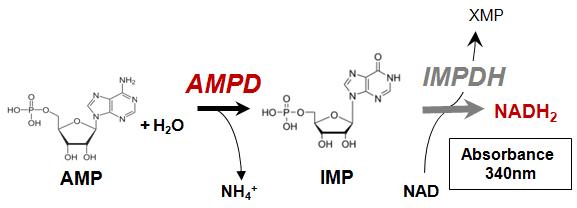 AMP Deaminase Assay Reaction Scheme