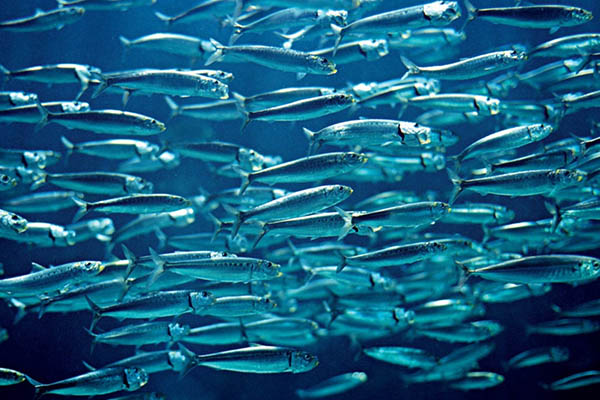 fish photo