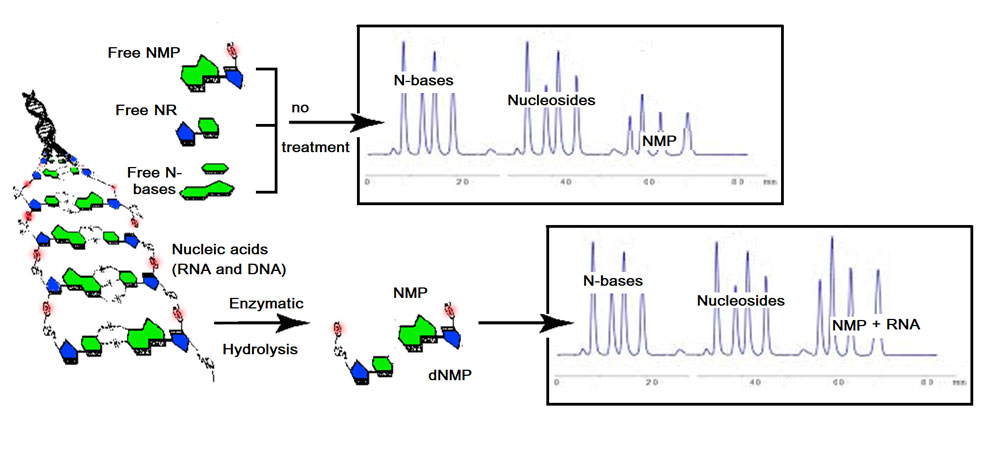 Nucleotide analysis by Enzymatic Hydrolysis coupled to Ion-Paired HPLC