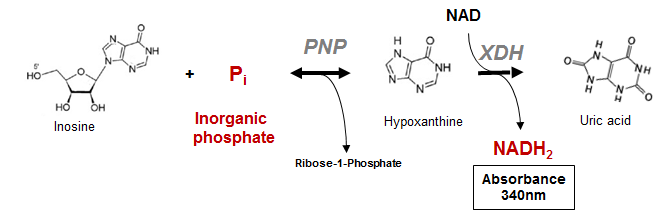 Phosphatase Assay Kit Principle Phosphatase Assay Kit Principle reaction schema