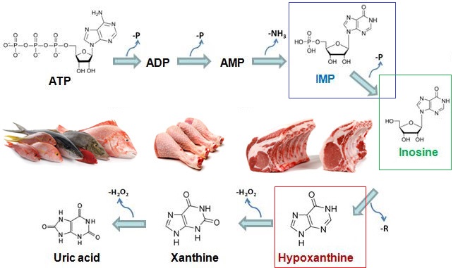 atp catabolism freshness cycle