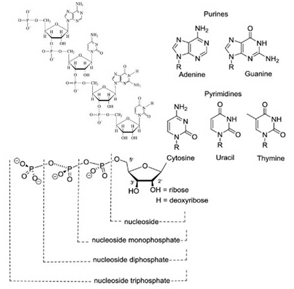 nucleosides structure