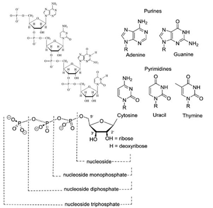 Structures of purine and pyrimidine bases, nucleosides, and nucleotides