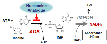 ADK phosphorylation reaction schema