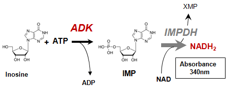 ADK Assay Kit reaction schema