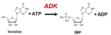 ADK Reaction schema