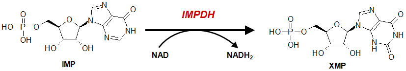 Human IMPDH Type 2 reaction schema