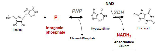 Phosphatase Assay Kit Principle reaction schema