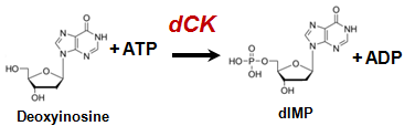 dCK Reaction schema